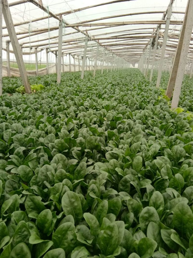 大叶菠菜20~25厘米