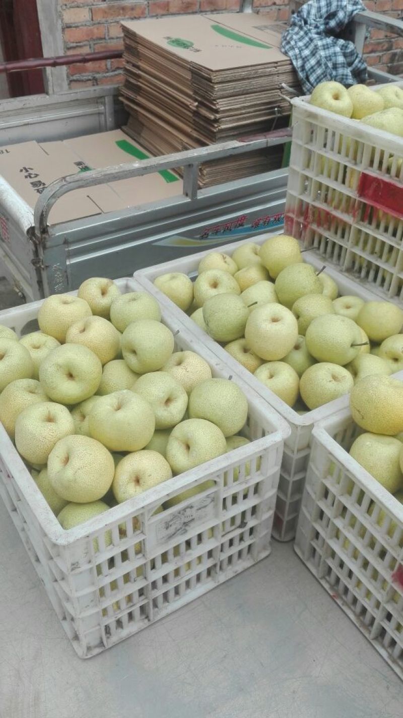 砀山梨400~450g纸箱