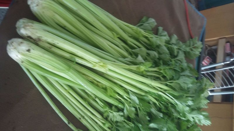 法国皇后芹菜50cm以上