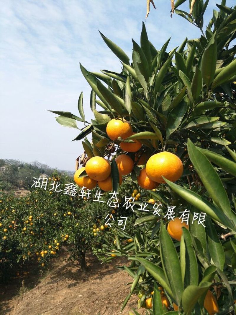 国庆蜜橘5~5.5cm