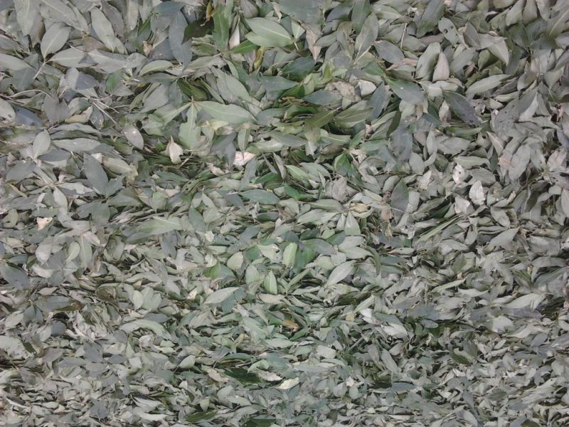 金花茶叶一级