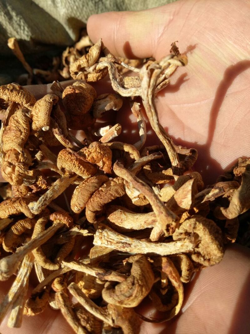 滑子菇干品