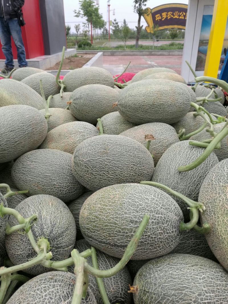 甘蜜宝哈密瓜