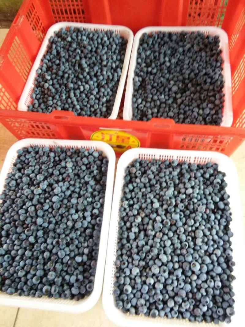 美登蓝莓鲜果4~6mm以上