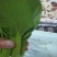 上海青四季种植小油菜1两以上青梗，小棵，中棵。发往全国
