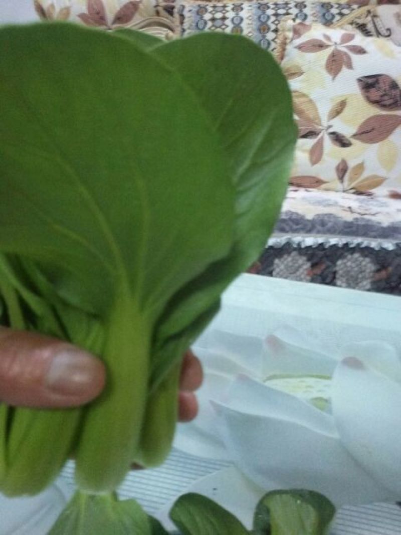 上海青四季种植小油菜1两以上青梗，小棵，中棵。发往全国
