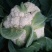 白花菜散装