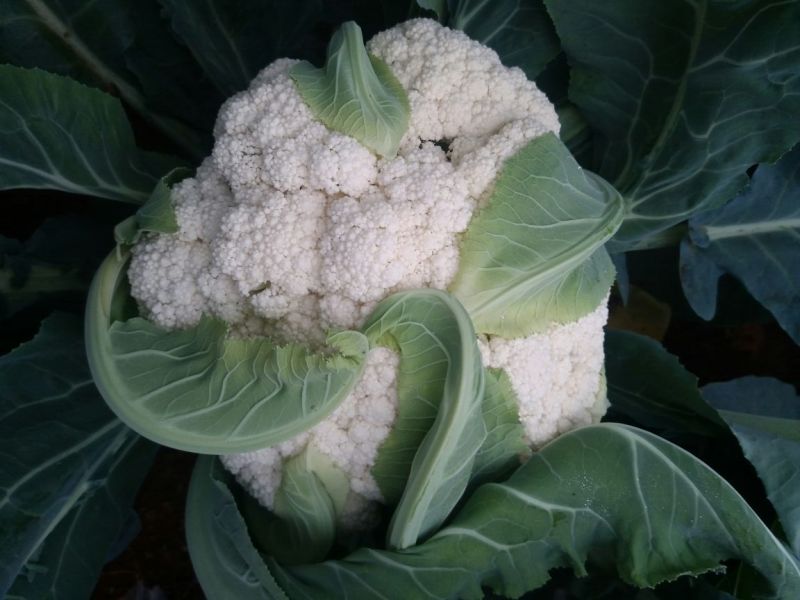 白花菜散装