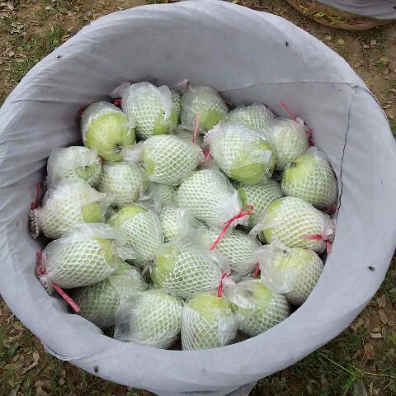 珍珠番石榴80~90mm白心