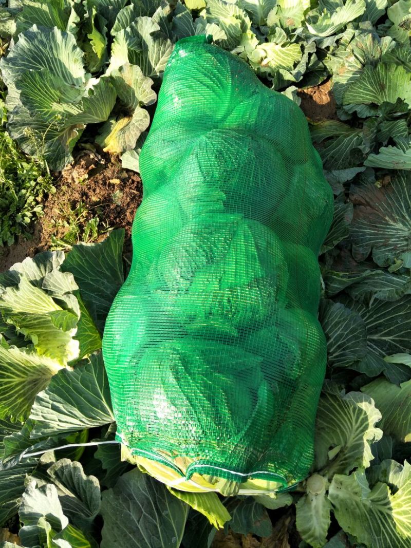 湖北圆包菜2~3公斤多年专业代办产地货源