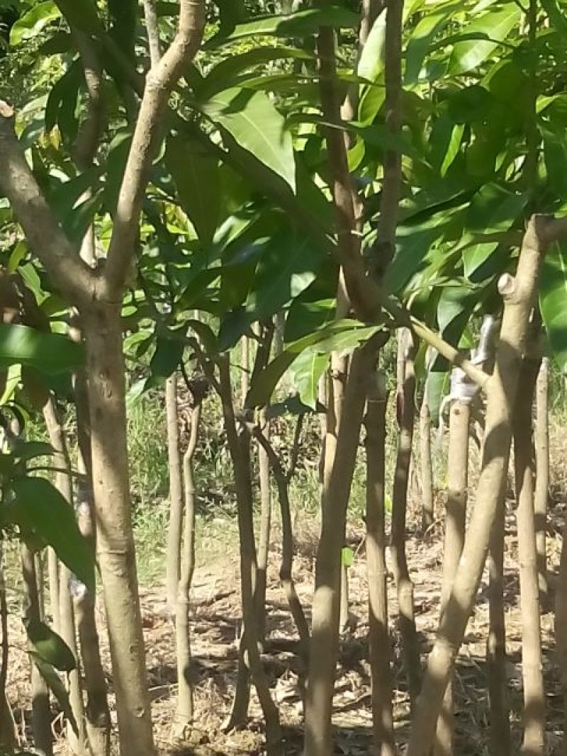芒果树