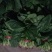 大叶菠菜40cm