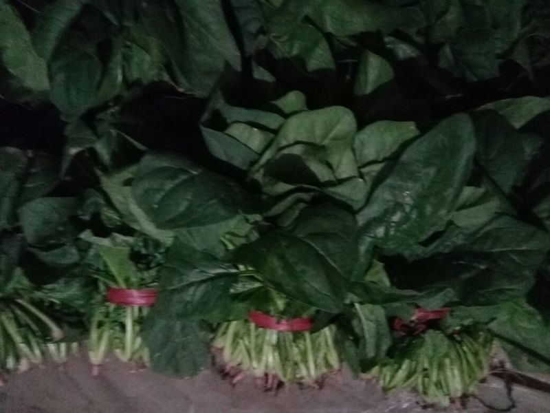 大叶菠菜40cm