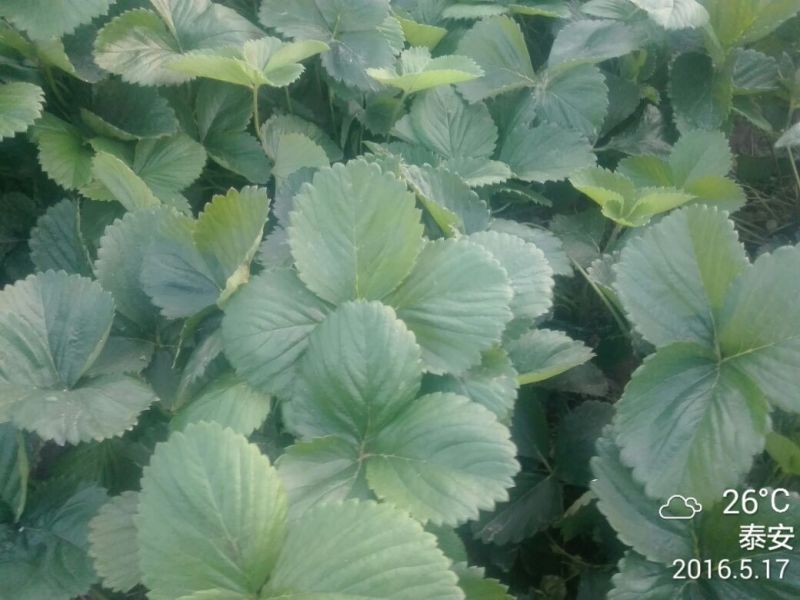全明星草莓苗10cm以下