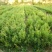 石榴树树苗突尼斯软籽庭院果树盆栽南方北方种植特大无籽石榴