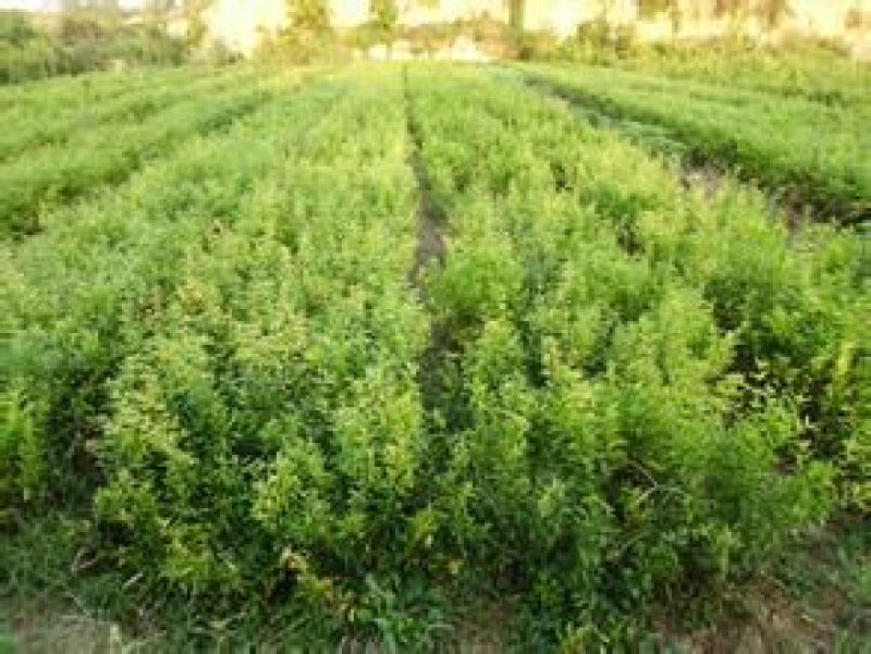 石榴树树苗突尼斯软籽庭院果树盆栽南方北方种植特大无籽石榴
