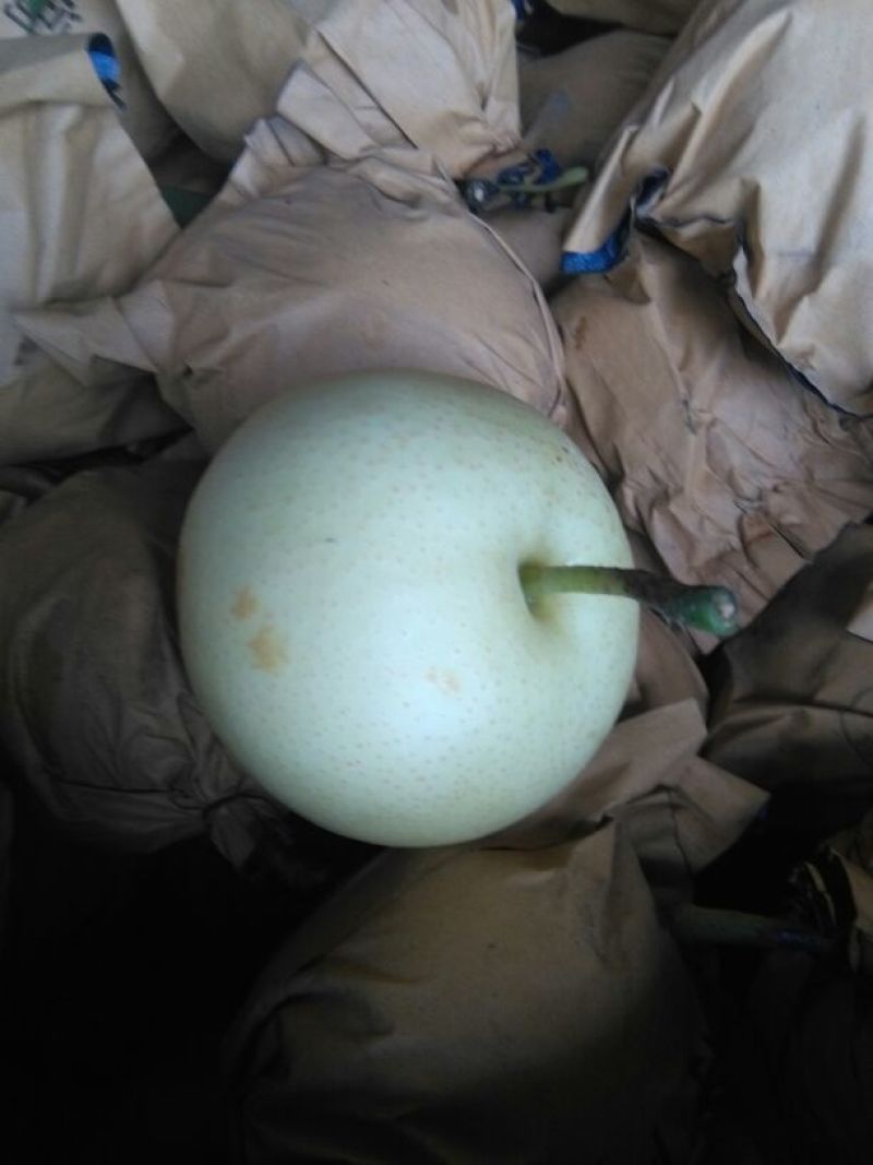 皇冠梨400~450g纸箱