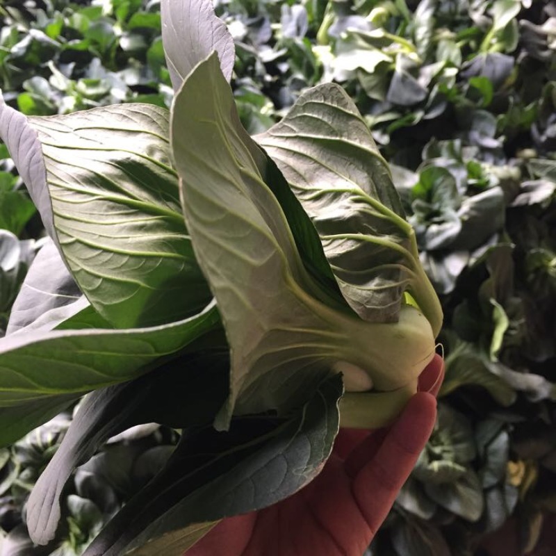 精品矮脚黑青菜，苏州青，太湖菜