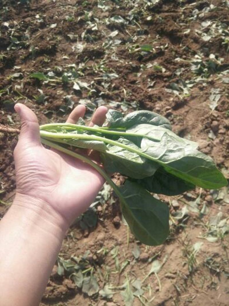 大叶菠菜25~30厘米