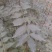 花椒苗1~2年