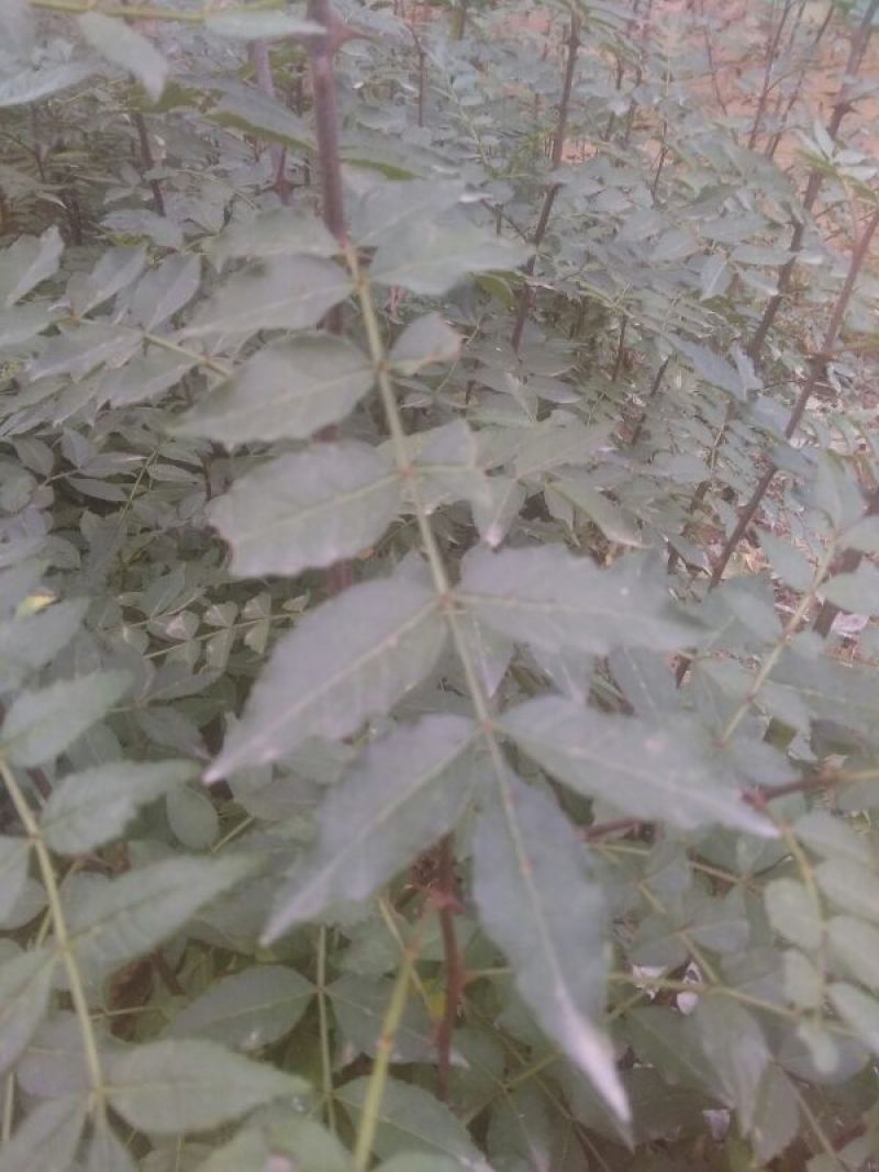 花椒苗1~2年