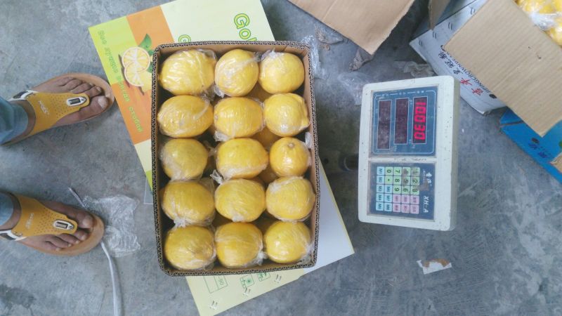 尤力克柠檬2~2.6两