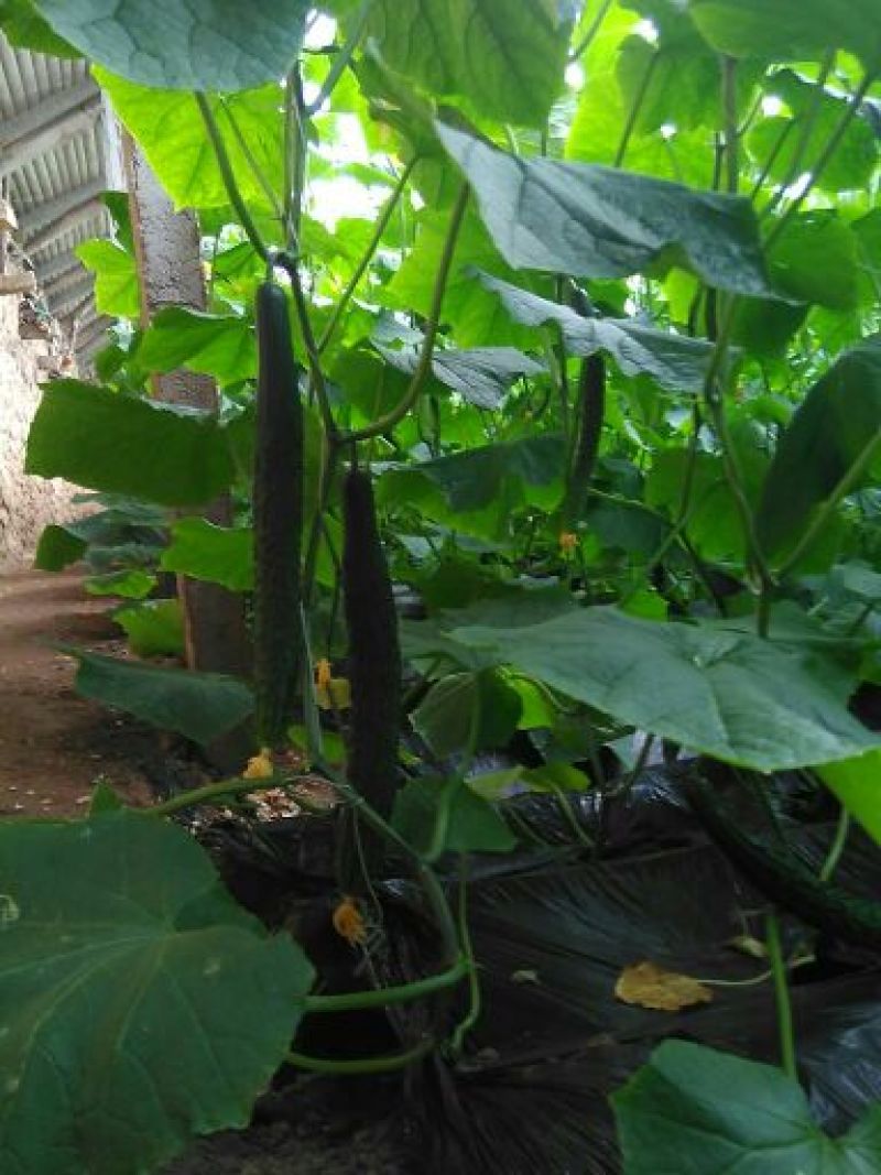 刺黄瓜25公分以上干花带刺