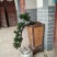 杜鹃树桩30~35cm