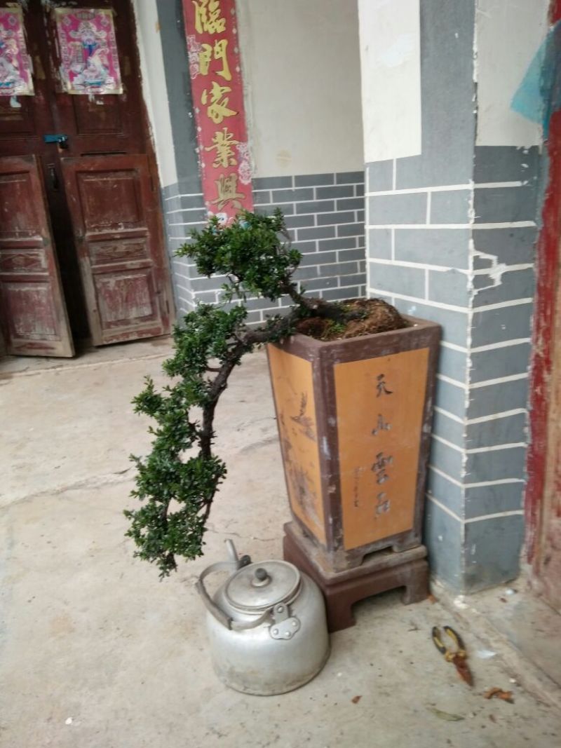 杜鹃树桩30~35cm