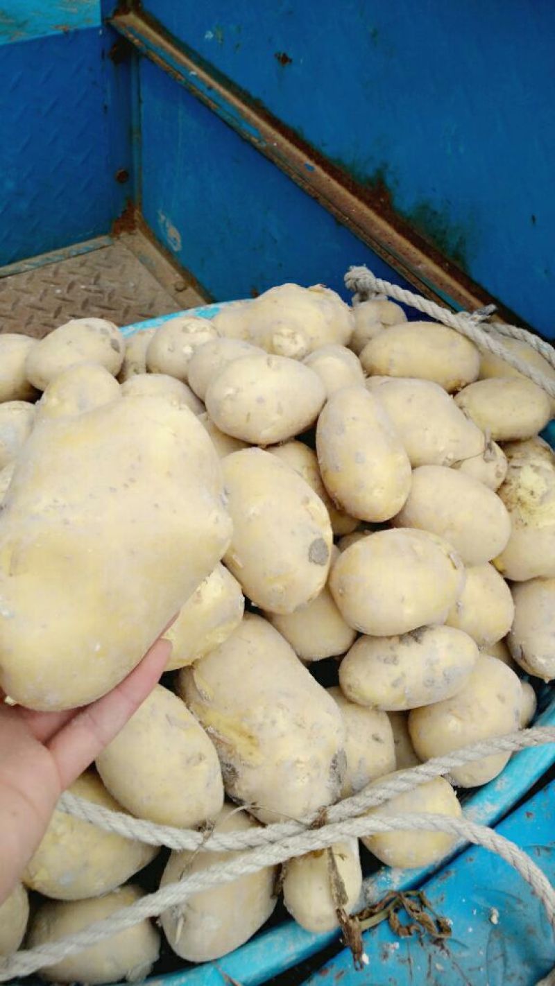 新土豆兴佳2号黄皮黄心专业代办产地直供