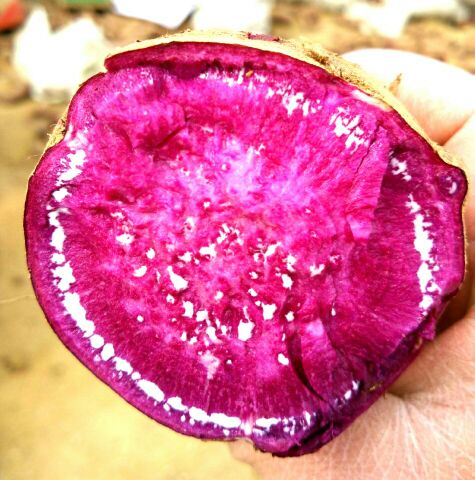 紫薯紫罗兰山东日照莒县_批发_供应-一亩田农