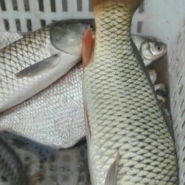 河鲤鱼3公斤以上食用