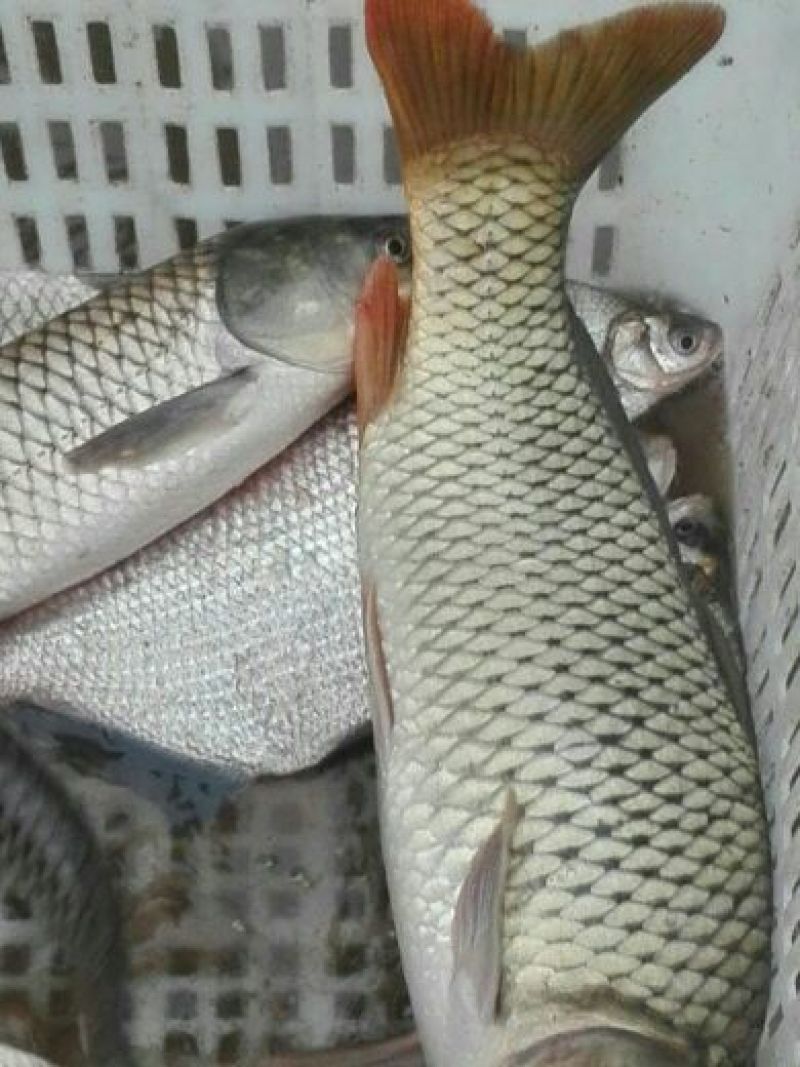 河鲤鱼3公斤以上食用