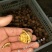 绵核桃30mm以上去皮干