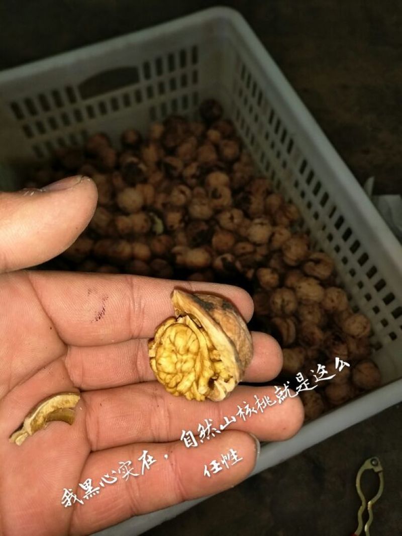 绵核桃30mm以上去皮干