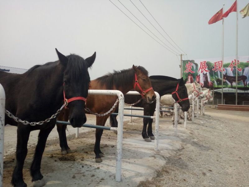 矮马骑乘马，半血马拉车马