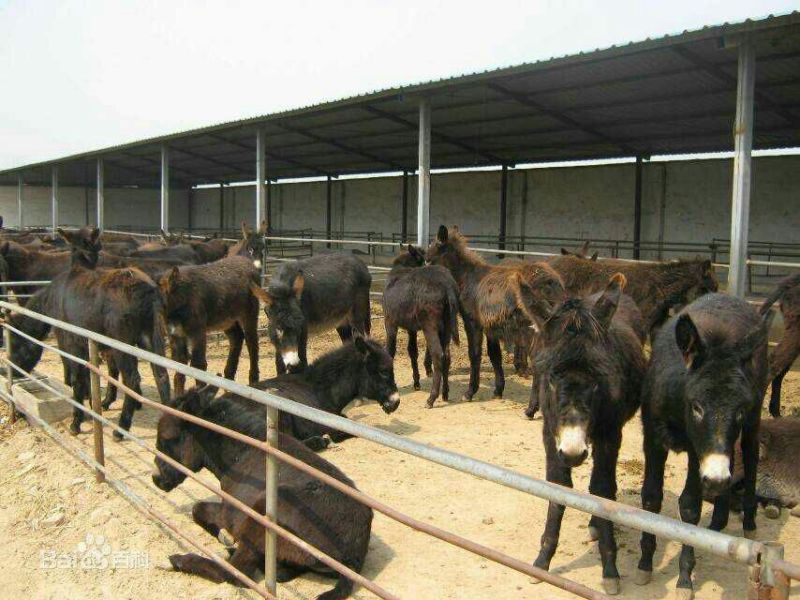 肉驴