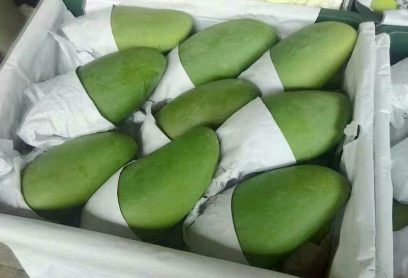 精品大青芒10量以上！口感香甜无酸！果肉细腻，粗纤维少