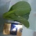 上海青四季种植小油菜1两以上青梗，小棵，中棵。发往全国
