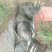 生态甲鱼1.5~2斤