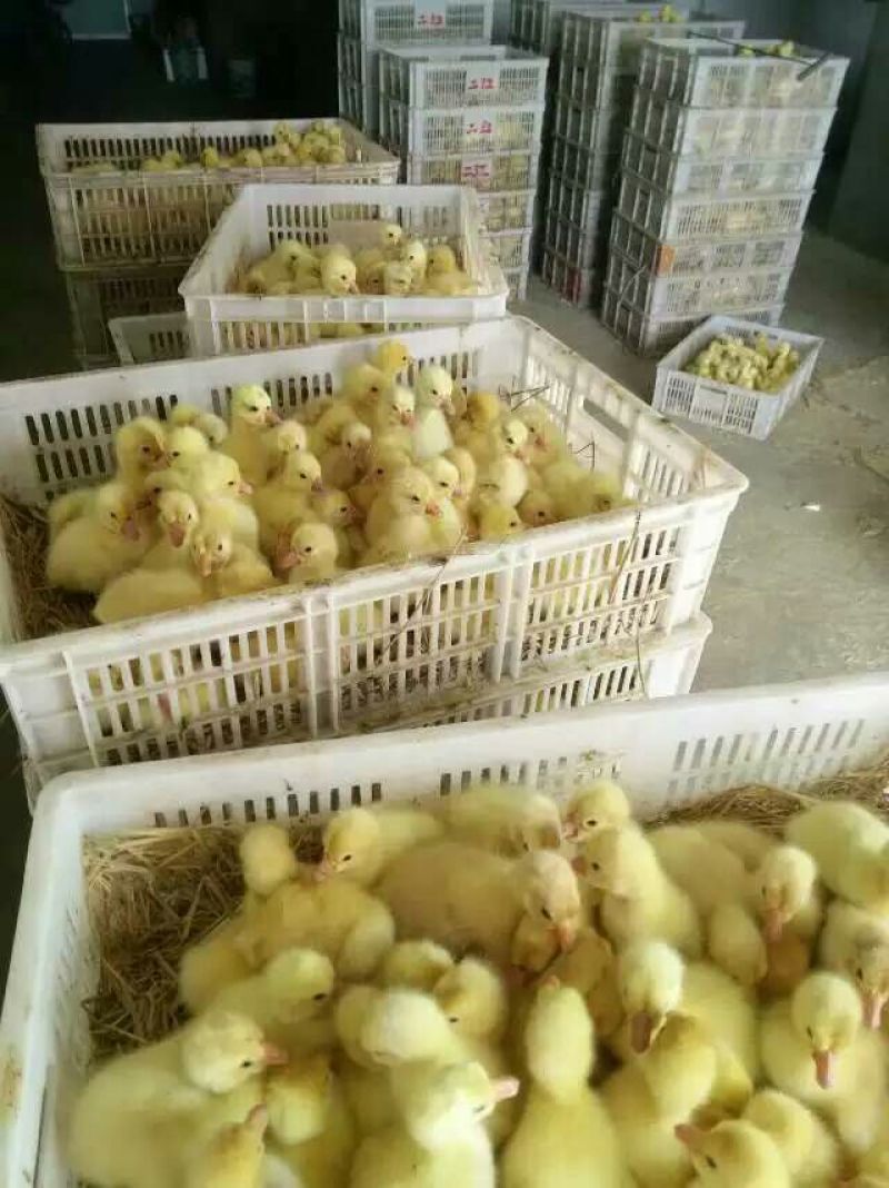 鹅苗250g以下