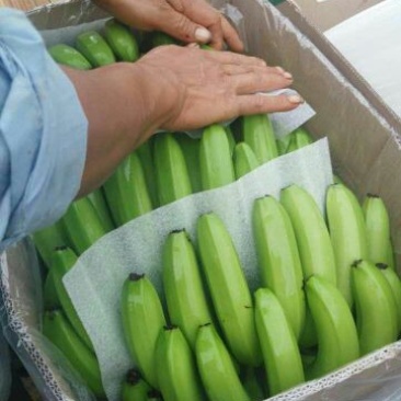 威廉斯香蕉七成熟