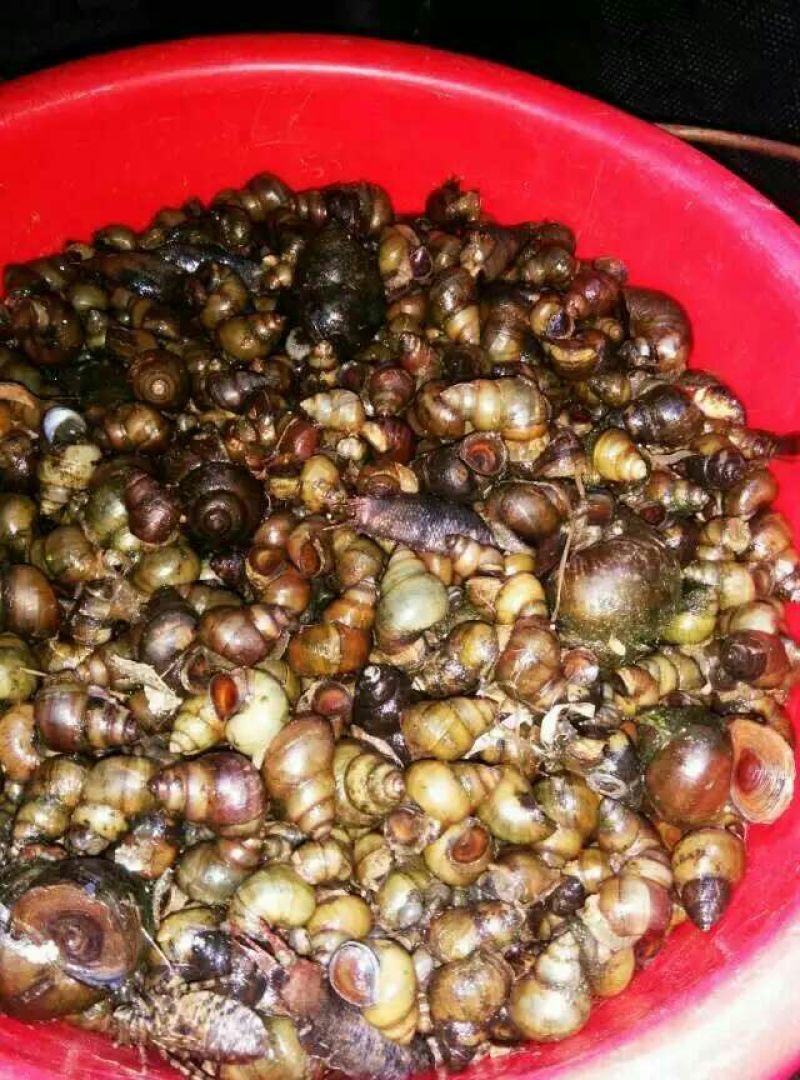 田螺食用鲜活