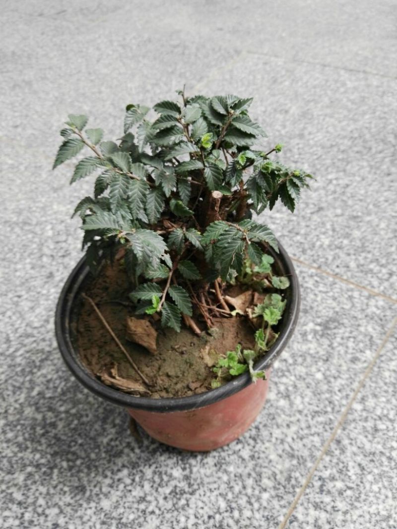 榔榆2~4cm4cm以下0.5m以下