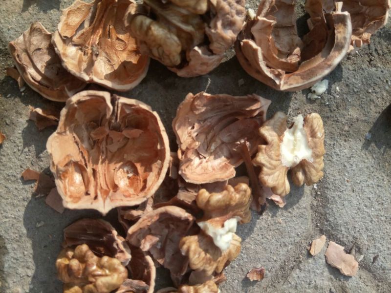 绵核桃30mm以上去皮干