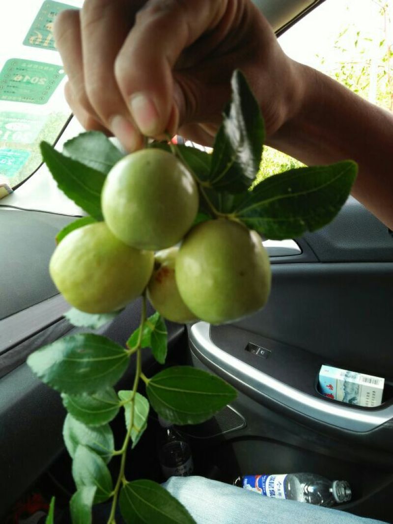 枣树苗80~110cm