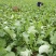 油菜苔10~15厘米