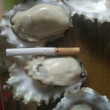 栉孔扇贝食用鲜活5~10只/kg