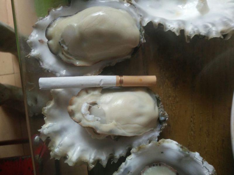 栉孔扇贝食用鲜活5~10只/kg
