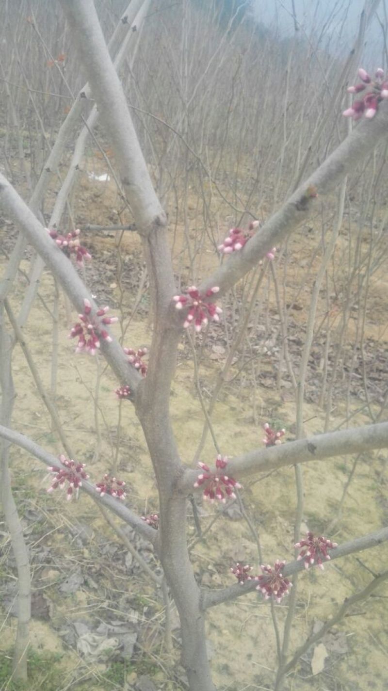 巨紫荆/伏牛山巨紫荆/嵩县彩叶花木产地直供